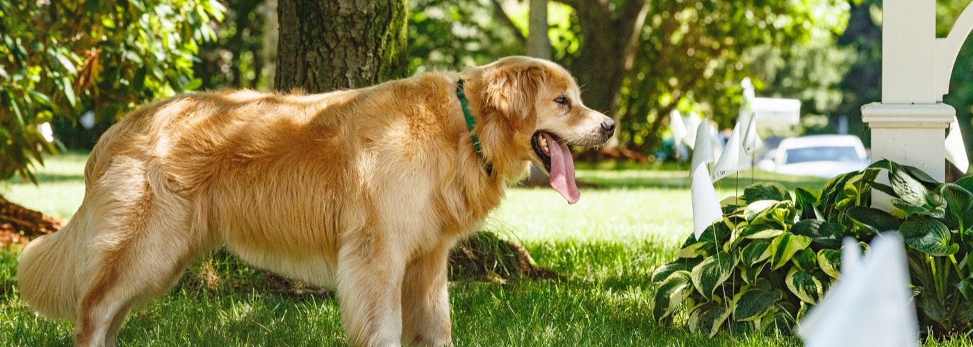 Stateline DogWatch, Winnebago, Northern Illinois & Southern Wisconsin | Outdoor Hidden Dog Fences Slider Image