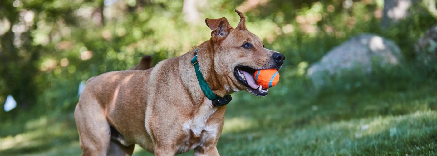 Stateline DogWatch, Winnebago, Northern Illinois & Southern Wisconsin | ProFenceX Slider Image